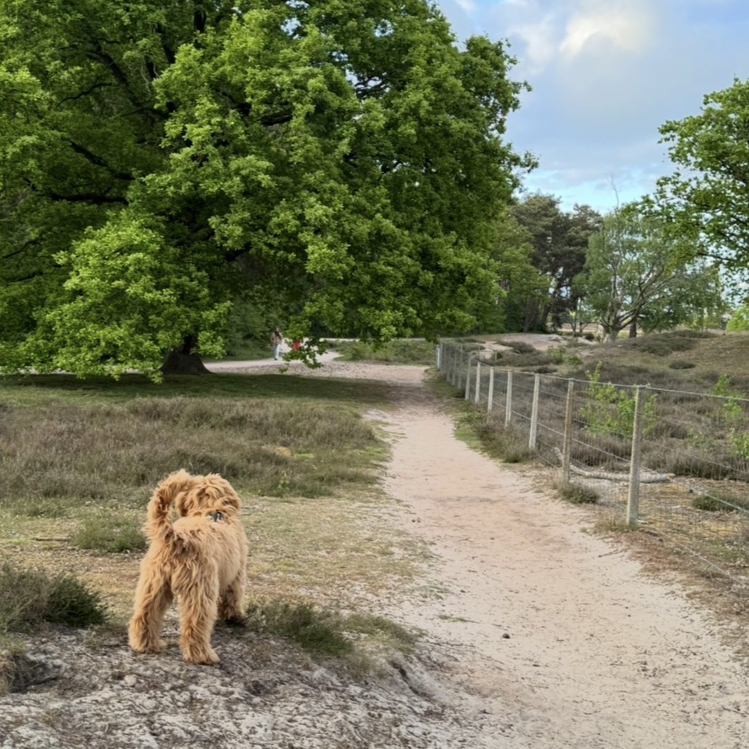 Met je hond wandelen bij het Hilversumse Wasmeer