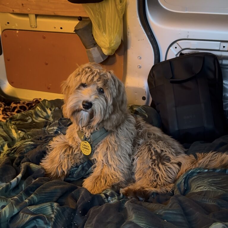 Hond mee in een camper vraagt om aanpassingen en creativiteit. Met deze 5 must-haves wordt het makkelijker!